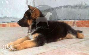 German N?/n/ Shepherd PLY Puppies good quality and best B