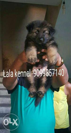 German Shepherd Awesome Quality puppies