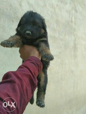 German Shepherd Female Pup Sale In Agra call 7OI63