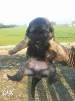 German Shepherd double coat female puppies