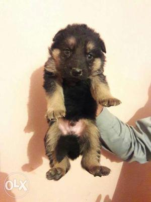 German Shepherd double coat puppies sell in