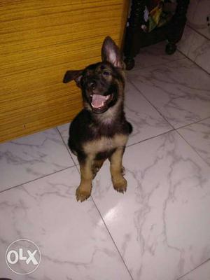 German shepherd female 2 month old contact no.