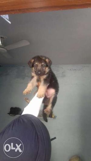 German shepherd female puppy available in pure