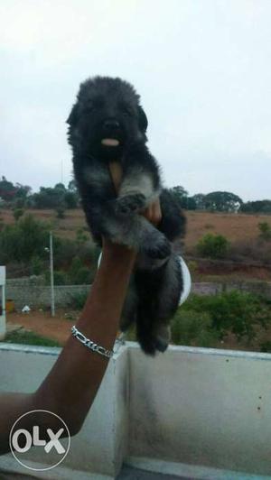 German shepherd puppies available for sale.