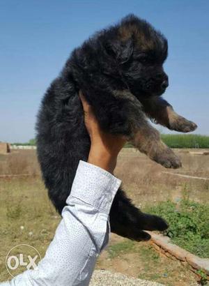 German sheprd male n female puppy havvee born to