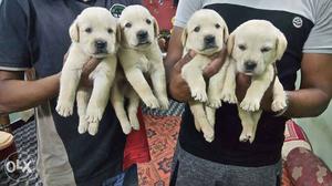 Golden off white black Labrador puppies available