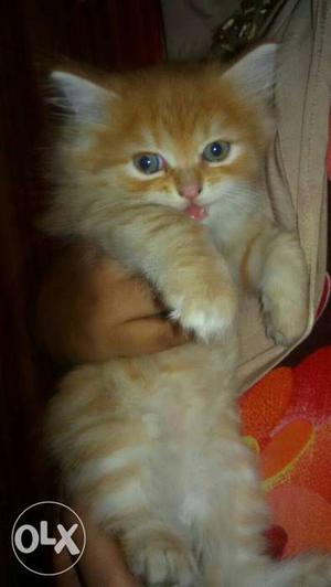 Golden persian kitten for sale only for /- each