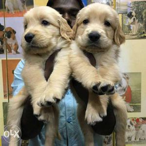Golden retriever available all over India