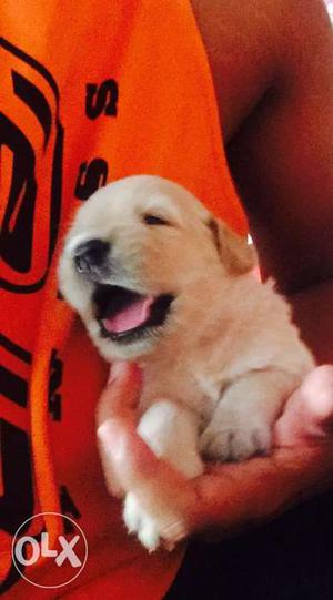 Golden retriever pups available for sale both