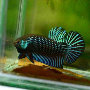 Good fishes available