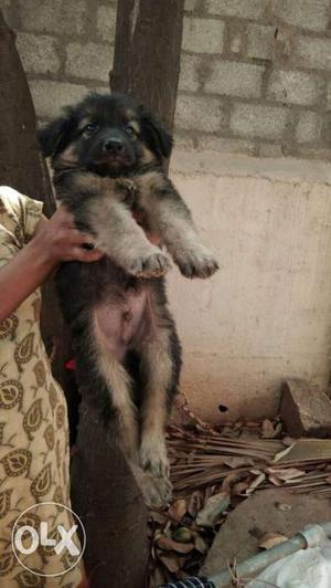 Good quality German Shepard puppies available