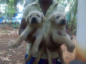 Good quality female puppies for sale...