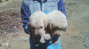 Good quality pups in banglore fawn and black