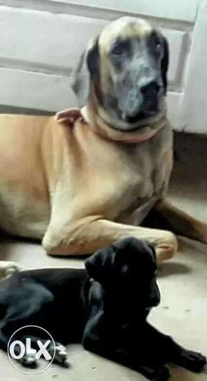 Great dane male puppies available for sale. Black