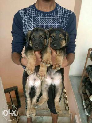 Gsd pup 42 days old good quality for sale rate will be