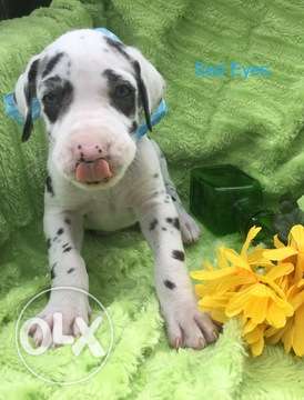 Harlequin Great Den Pup Available