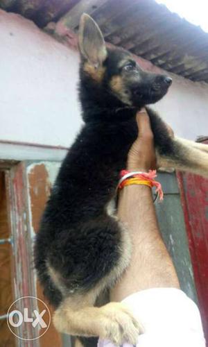 High Breed German Shepherd Long Coat Pups at Best
