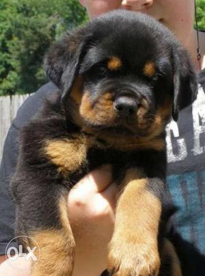 High Quality Rotti Willer puppies avaliable