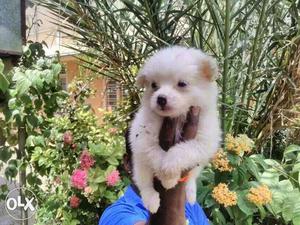 High quality Pomeranian male available for your