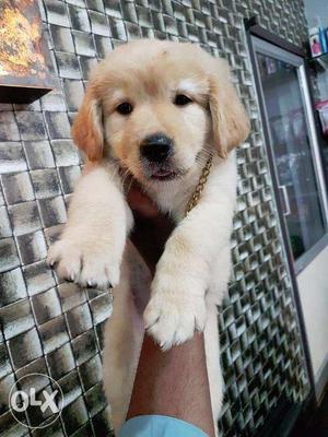 High quality with heavy bone golden retriever puppy