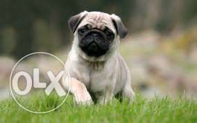 I have top quality pug puppy available