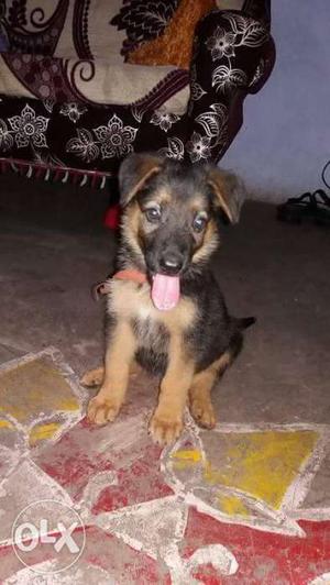 I sell my garman safed puppy only 2 month best