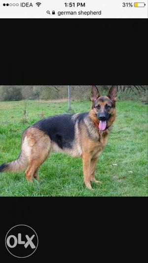 I want a german shepherd for 