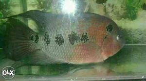 I want to sell my flowerhorn fish with tank with
