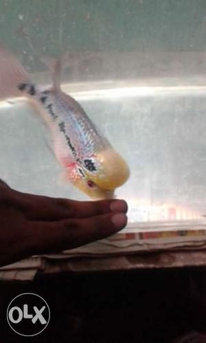 Imp magma Flowerhorn Fish for sell