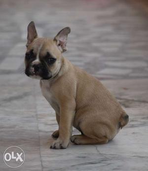 Import line french bulldog male pup