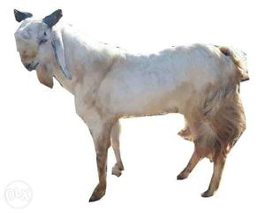 Jamnapari goat