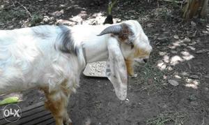Jamunapary male goat 17 month good healthy