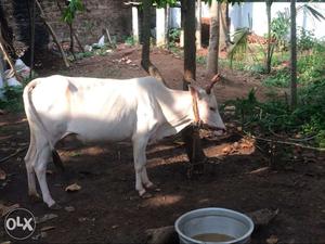 Krishna cow with 2 months old female calf