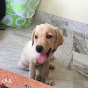 Labrador Puppy: Good Habbits, Very Energetic and Friendly