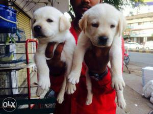 Labrador's fawn colored coat puppies available
