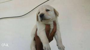 Labrador's fawn colored coat puppies available
