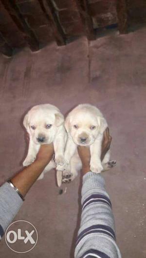 Labrador's white colour puppies available sell in