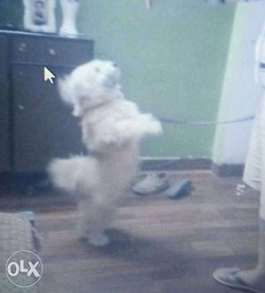 Lahsa Apso one year old male, white color, active