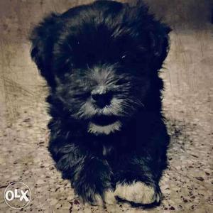 Lhasa Apso puppies available 60days old male