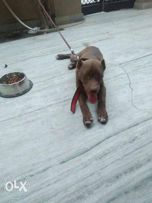 Liver American Pit Bull Terrier Puppy