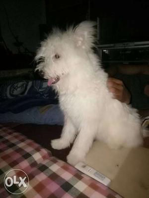 Long coat male lhapso for sale very friendly and