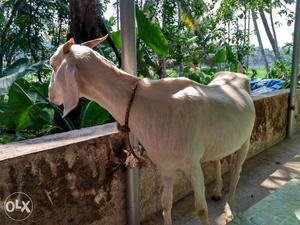 Malabari - Jamnapyari cross goat 2.5 month pregnant