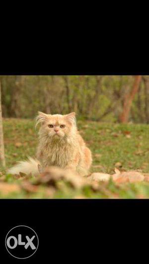 Male Persian Cat.