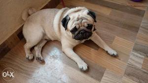 Male pug 2 years old (negotiable)