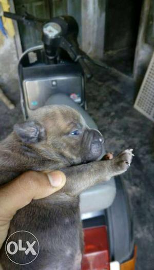 Mico / pocket size american bully male and female