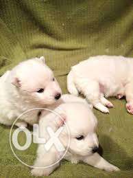Milky white toy breed pom puppies avilable for sel