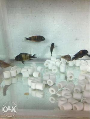 Mix imported cichlid