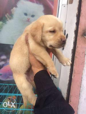 Mr. dog gives you Super Quality labrador puppies307