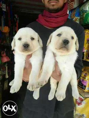 Mumbai:-- Labrador" Doberman" Lasa Apso" Beagle"
