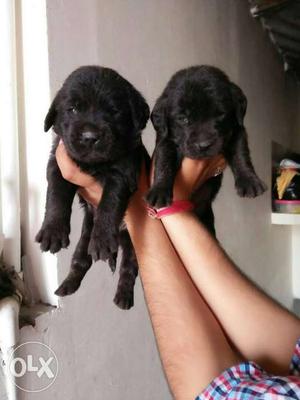O6 Labrador Black male and female puppy sale in all